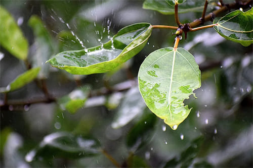 夏至梅雨季節(jié)